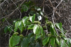 Psydrax dicoccos var. dicoccos